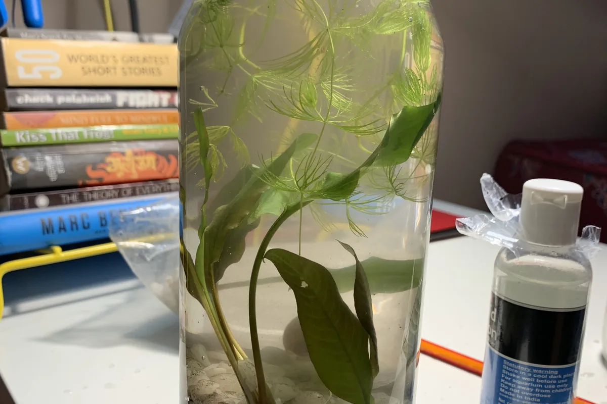 A planted bottle ecosystem on a workbench